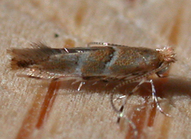 Poison-ivy Leafblotch Miner